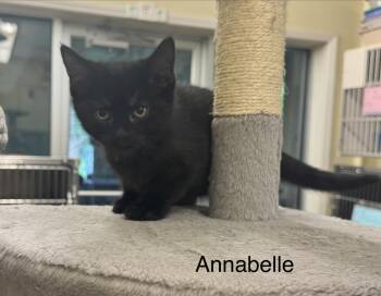 Annabelle -  Domestic Short Hair Cat for Adoption in Ulster, Pennsylvania - Annabelle | PetCurious