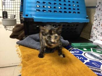 A1932663 -  Domestic Short Hair Cat for Adoption in Riverside, California - A1932663 | PetCurious