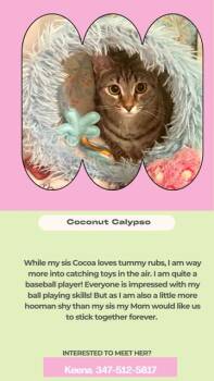 Coconut Calypso -  Tabby Cat for Adoption in Coral Gables, Florida - Coconut Calypso | PetCurious