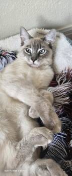 Gus  6 -  Siamese and American Shorthair Cat for Adoption in Austin, Texas - Gus  6 | PetCurious