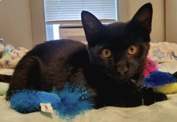 Rescue Domestic Short Hair Cats for Adoption in North East, Maryland - Sparrow | PetCurious