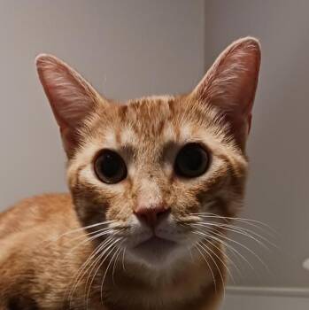 Helena -  Domestic Short Hair Cat for Adoption in Oakland, California - Helena | PetCurious