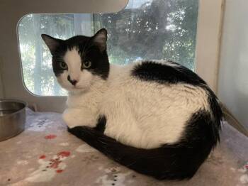 Domestic Short Hair Cats Available for Adoption in Long Beach, California - TOBIAS | PetCurious