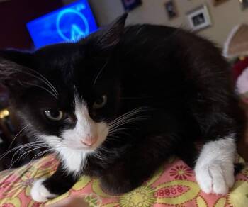 26-28 Bandit -  Domestic Medium Hair Cat for Adoption in St. Helens, Oregon - 26-28 Bandit | PetCurious