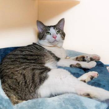 Domestic Short Hair Cats Available for Adoption in South Elgin, Illinois - Bumblebean | PetCurious