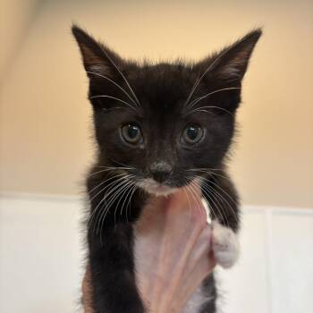 Theo -  Domestic Short Hair Cat for Adoption in Louisville, Kentucky - Theo | PetCurious
