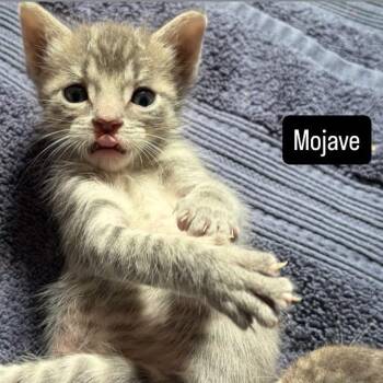 Domestic Short Hair Cats Available for Adoption in Long Beach, California - Mojave | PetCurious