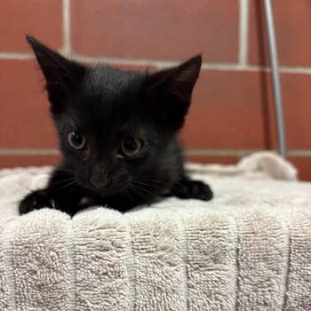 Onyx -  Domestic Short Hair Cat for Adoption in Cabot, Arkansas - Onyx | PetCurious