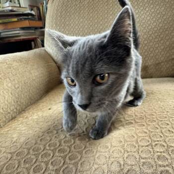 Desi -  Russian Blue and Domestic Short Hair Cat for Adoption in Gladstone, Oregon - Desi | PetCurious