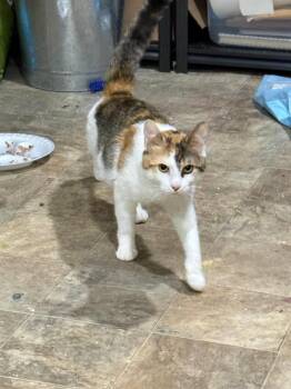 Penelope -  Domestic Medium Hair Cat for Adoption in Libertyville, Illinois - Penelope | PetCurious