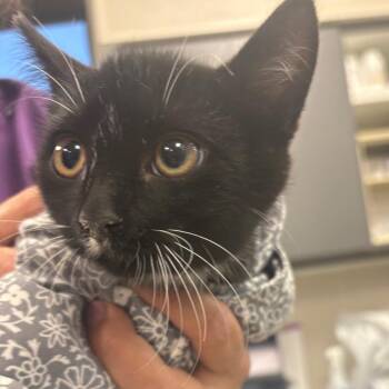 Five -  Domestic Short Hair Cat for Adoption in Morganton, North Carolina - Five | PetCurious