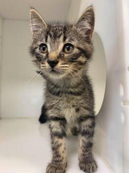 Sady -  Domestic Short Hair Cat for Adoption in Delson, Quebec - Sady | PetCurious
