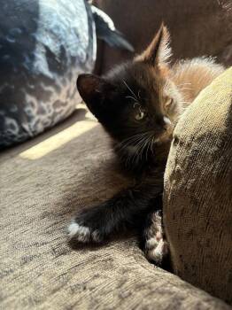 Carl -  Domestic Short Hair Cat for Adoption in Topeka, Kansas - Carl | PetCurious