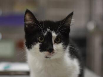 Rambo -  Domestic Short Hair Cat for Adoption in Portland, Oregon - Rambo | PetCurious
