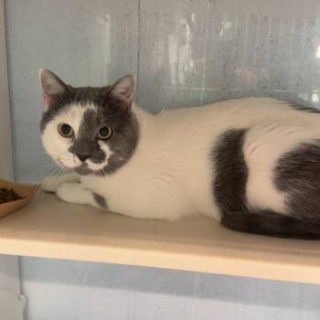 Pongo -  Domestic Short Hair Cat for Adoption in Lakewood, Colorado - Pongo | PetCurious
