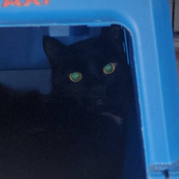 Rescue Domestic Short Hair Cats for Adoption in Kansas City, Missouri - Chip | PetCurious