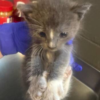 TUSC-Stray-85641 -  Domestic Short Hair Cat for Adoption in Tuscaloosa, Alabama - TUSC-Stray-85641 | PetCurious