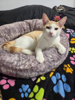 Avery -  Domestic Short Hair Cat Available for Adoption in Blaine, Minnesota - Avery | PetCurious