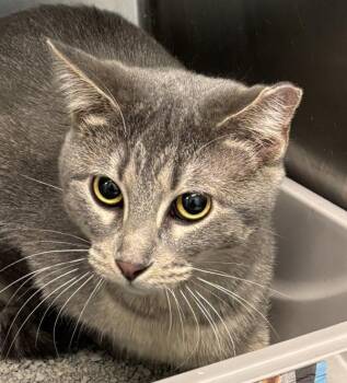 Domestic Short Hair Cats Available for Adoption - Lily | PetCurious