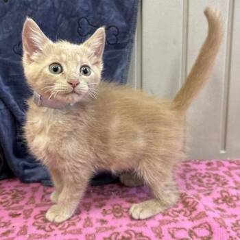 Citrus -  Domestic Short Hair Cat for Adoption in Long Beach, California - Citrus | PetCurious