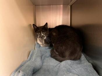 OZZY -  Domestic Short Hair Cat for Adoption in Colorado Springs, Colorado - OZZY | PetCurious