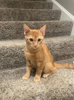 Cosmo -  Domestic Short Hair Cat for Adoption in Libertyville, Illinois - Cosmo | PetCurious