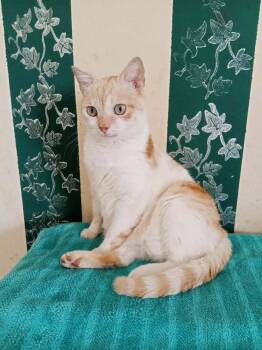 Domestic Short Hair and British Shorthair Cats Available for Adoption - Gato | PetCurious
