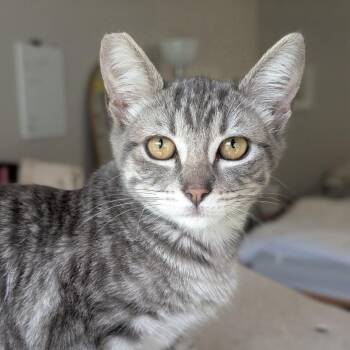Winnipeg (Winnie) -  Domestic Short Hair Cat for Adoption in Long Beach, California - Winnipeg (Winnie) | PetCurious