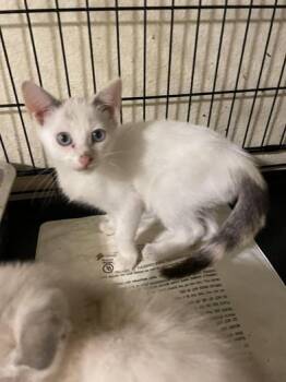 Blanca -  Domestic Short Hair Cat for Adoption in Liverpool, Texas - Blanca | PetCurious