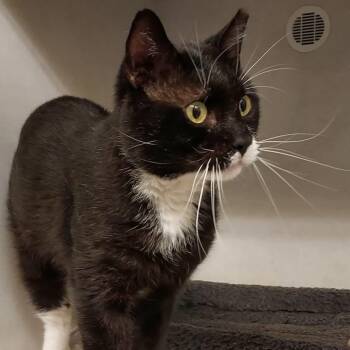 William -  Domestic Short Hair Cat for Adoption in Dayton, Ohio - William | PetCurious