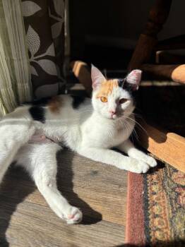 Calico Cats Available for Adoption - Doll | PetCurious