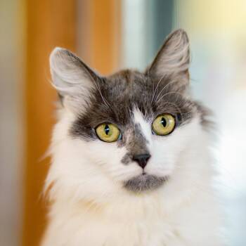 Mamie - Lap Cat -  Domestic Long Hair Cat Available for Adoption in Brimfield, Massachusetts - Mamie - Lap Cat | PetCurious