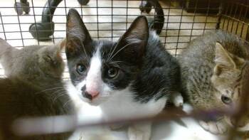 CHERRY -  Domestic Short Hair Cat for Adoption in Doral, Florida - CHERRY | PetCurious