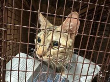 Darjeeling Tea -  Domestic Short Hair Cat for Adoption in Austin, Texas - Darjeeling Tea | PetCurious