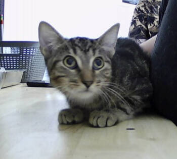 Rescue Domestic Short Hair Cats for Adoption in Dayton, Minnesota - Clark | PetCurious