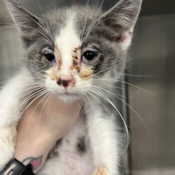 Bob -  Domestic Short Hair Cat for Adoption in Greensboro, North Carolina - Bob | PetCurious