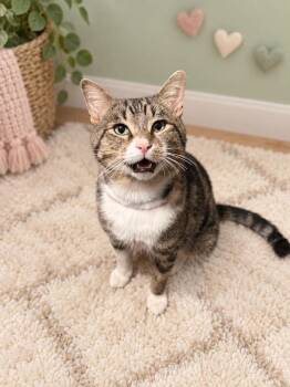 Theo -  Domestic Short Hair and Tabby Cat for Adoption in Homer Glen, Illinois - Theo | PetCurious