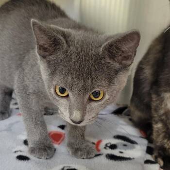 Bean -  Domestic Short Hair Cat for Adoption in Milan, Illinois - Bean | PetCurious
