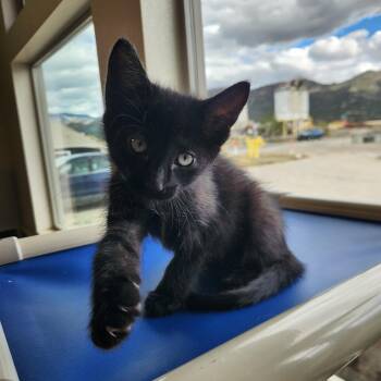 Grumpy -  Domestic Short Hair Cat for Adoption in Buena Vista, Colorado - Grumpy | PetCurious