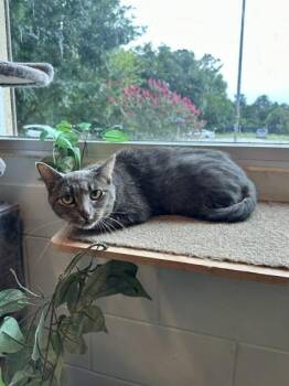 Wasabi -  Domestic Short Hair Cat for Adoption in Palm Coast, Florida - Wasabi | PetCurious