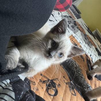 Bluebell -  Domestic Short Hair Cat for Adoption - Bluebell | PetCurious
