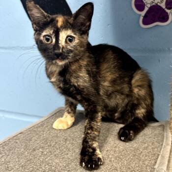 Esmeralda -  Domestic Short Hair Cat for Adoption in Tallahassee, Florida - Esmeralda | PetCurious