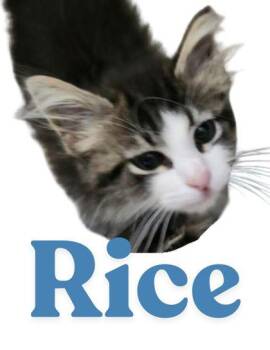 Rice -  Domestic Short Hair Cat for Adoption in Columbus, Indiana - Rice | PetCurious
