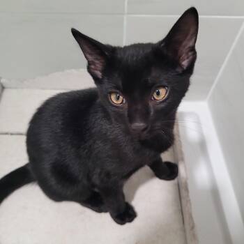 Neptune (js) -  Domestic Short Hair Cat for Adoption in Los Angeles, California - Neptune (js) | PetCurious