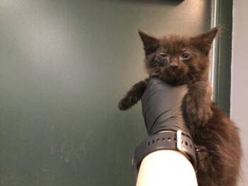 Domestic Medium Hair Cats Available for Adoption in Thousand Palms, California - MIDNIGHT | PetCurious