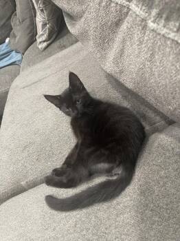 Asteroid Destroyer -  Domestic Short Hair Cat for Adoption in Topeka, Kansas - Asteroid Destroyer | PetCurious