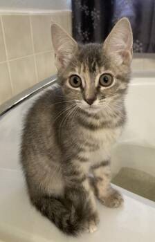 Suez -  Domestic Short Hair Cat for Adoption in Sacramento, California - Suez | PetCurious