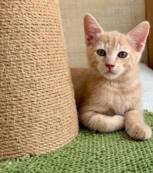 Jimi 5244 -  Domestic Short Hair Cat for Adoption in Bonsall, California - Jimi 5244 | PetCurious