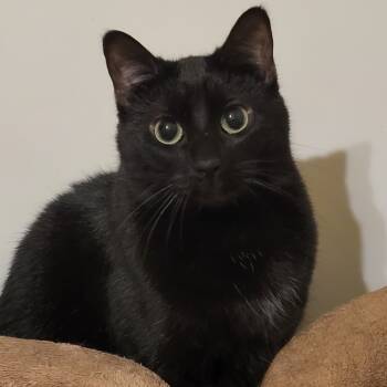 Rescue Domestic Medium Hair Cats for Adoption in Saint Paul, Minnesota - Java | PetCurious