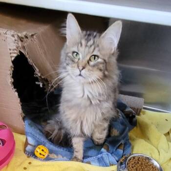 Domestic Long Hair Cats Available for Adoption in Des Moines, Iowa - Aquata | PetCurious